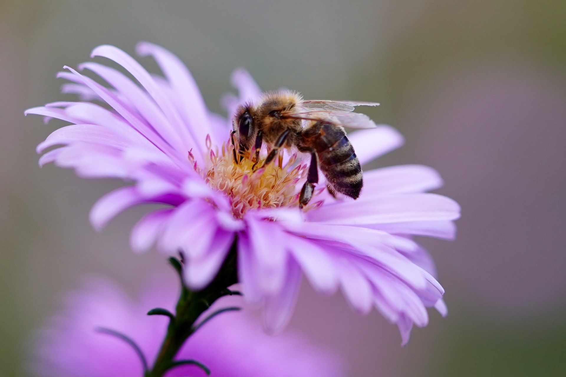 Biene auf einer Blume