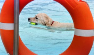Zeigt einen schwimmenden Hund